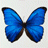 laurifol@iinet.net.au